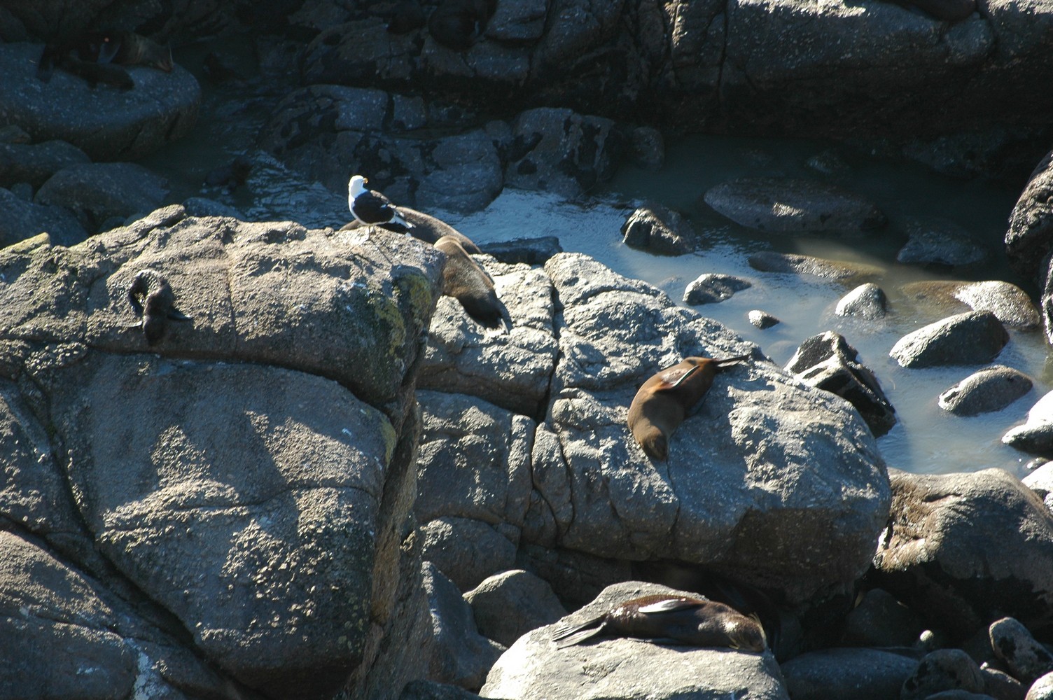 048   23 01   Nelson   Greymouth